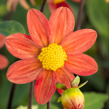 DAHLIA 'Orange'