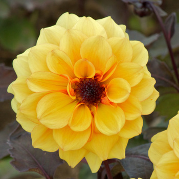 DAHLIA 'Orange Flora'