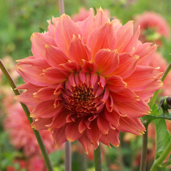 DAHLIA 'Orange Fubuki'