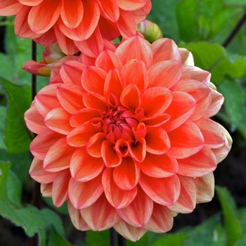 DAHLIA 'Orange Nugget'