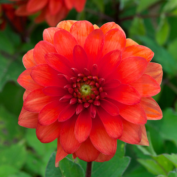 DAHLIA 'Passionnata'