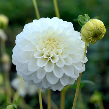 DAHLIA 'Petra's Wedding'