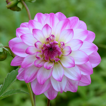 DAHLIA 'Pink Attraction'