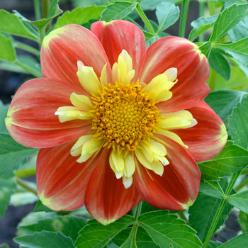 DAHLIA 'Pooh'