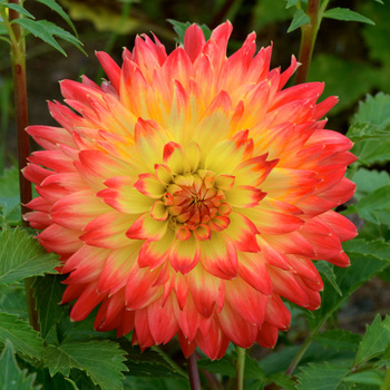 DAHLIA 'Procyon'