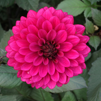 DAHLIA 'Purple Flame'®