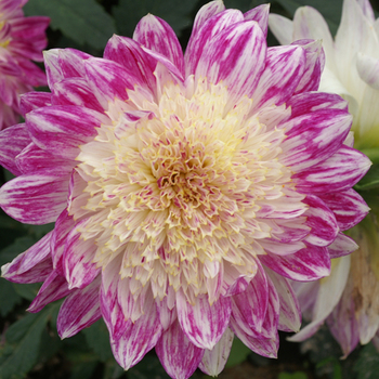 DAHLIA 'Que Sera'