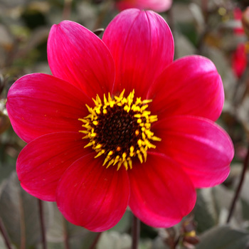 DAHLIA 'Roxy'