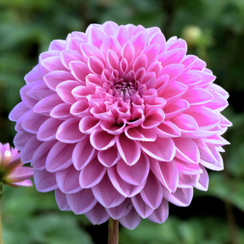 DAHLIA 'Sandra'