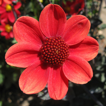 DAHLIA 'Scura'