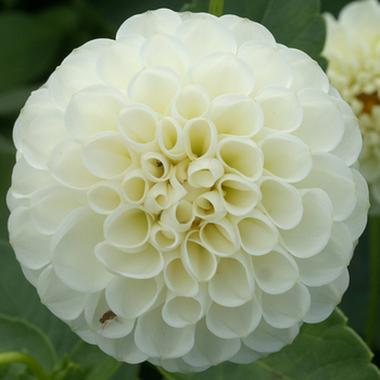 DAHLIA 'Snowflake'