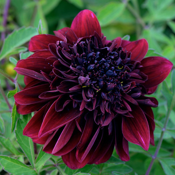 DAHLIA 'Soulman'