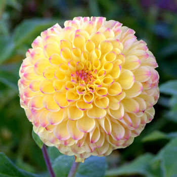 DAHLIA 'Sunny Boy'