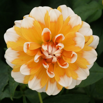 DAHLIA 'Sugar Cane'