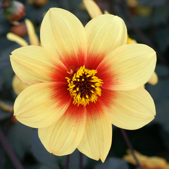 DAHLIA 'Sunshine'