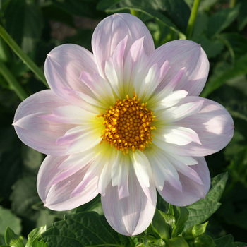 DAHLIA 'Teesbrooke Audrey'