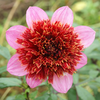 DAHLIA 'The Phantom'