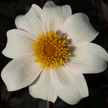 DAHLIA 'Twyning's After Eight'