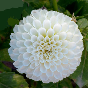 DAHLIA 'White Jubel'