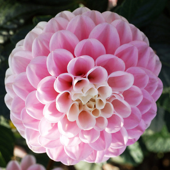 DAHLIA 'Wizard of Oz'