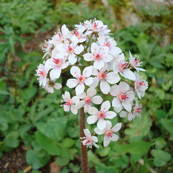 DARMERA peltata