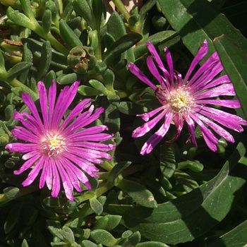 DELOSPERMA ashtonii