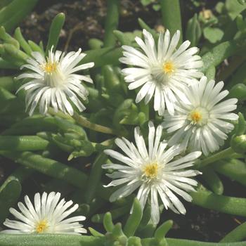 DELOSPERMA 'Jewel of Desert Moon Stone' ®