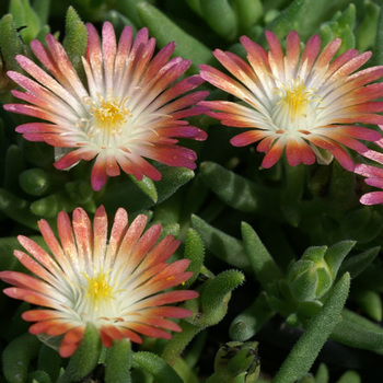 DELOSPERMA 'Jewel of Desert Ruby' ®