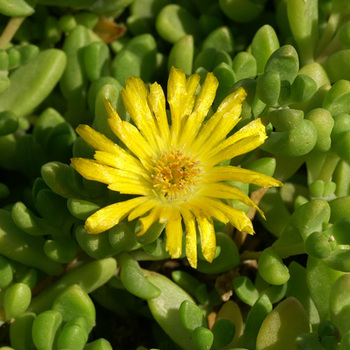 DELOSPERMA nubigenum