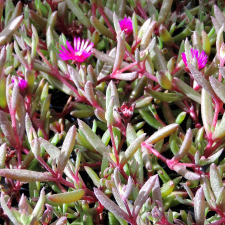 DELOSPERMA 'Desert Dancers Purple' ®