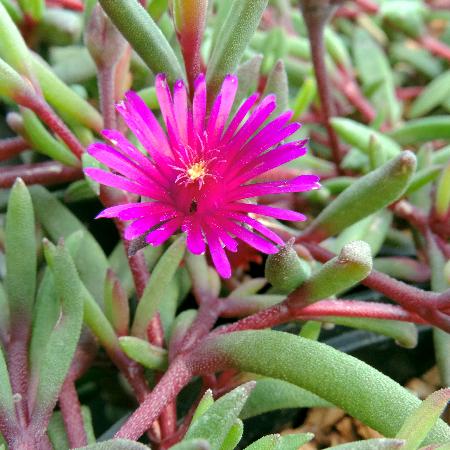 DELOSPERMA 'Desert Dancers Purple' ®