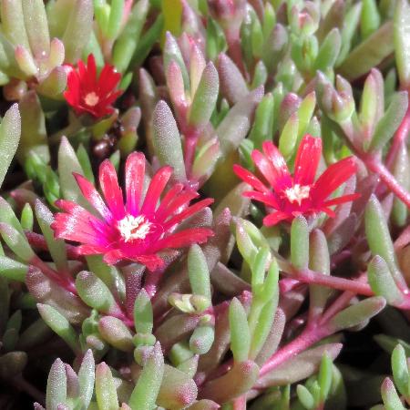 DELOSPERMA 'Desert Dancers Red' ®
