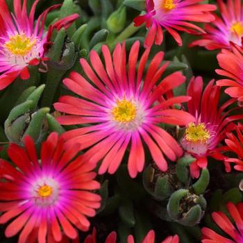 DELOSPERMA 'Jewel of Desert Garnet' ®