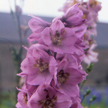 DELPHINIUM