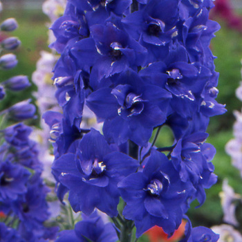 DELPHINIUM 'Blue Bird' (Pacific Giant Group)