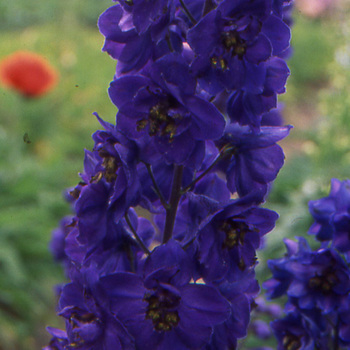 DELPHINIUM 'Black Knight' (Pacific Giant Group)