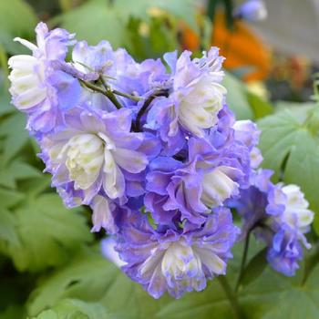 DELPHINIUM 'Bolero' ®