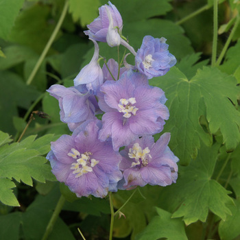 DELPHINIUM 'Camelliard' (Pacific Giant Group)