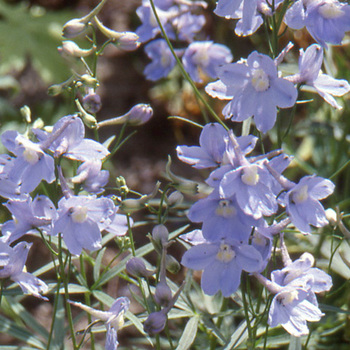 DELPHINIUM 'Cliveden Beauty' (Belladonna Group)