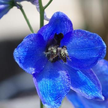 DELPHINIUM 'Atlantis' (Belladonna Group)