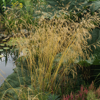 DESCHAMPSIA cespitosa 'Goldgehänge'