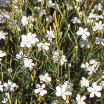 DIANTHUS deltoides 'Albus'