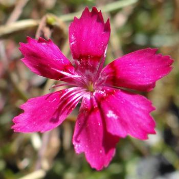 DIANTHUS deltoides 'Flashing Light' ('Leuchtfunk')