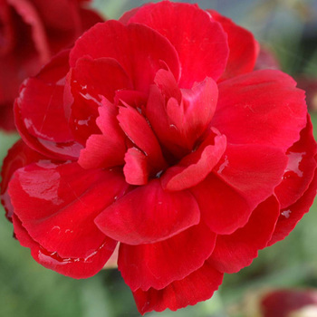 DIANTHUS 'Desmond' (Plumarius Group)