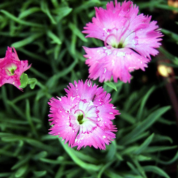 DIANTHUS gratianopolitanus (caesius)