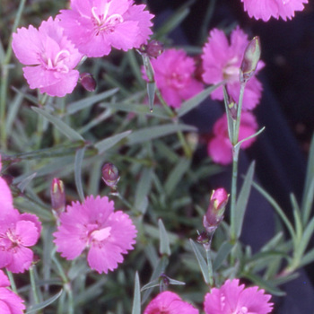 DIANTHUS gratianopolitanus 'Eydangeri'