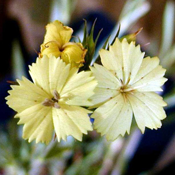 DIANTHUS knappii