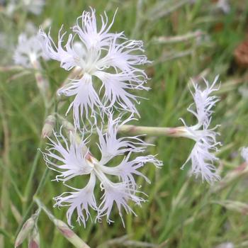 DIANTHUS superbus