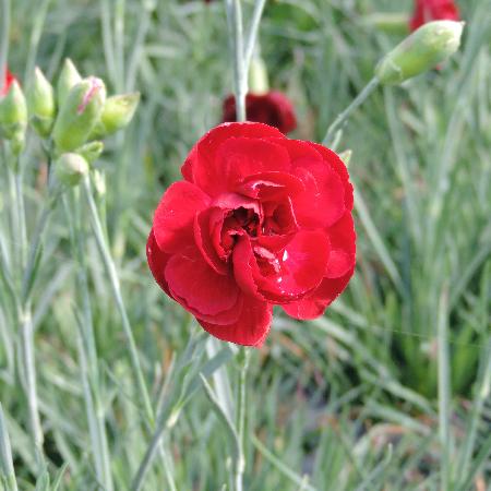 DIANTHUS 'Desmond' (Plumarius Group)