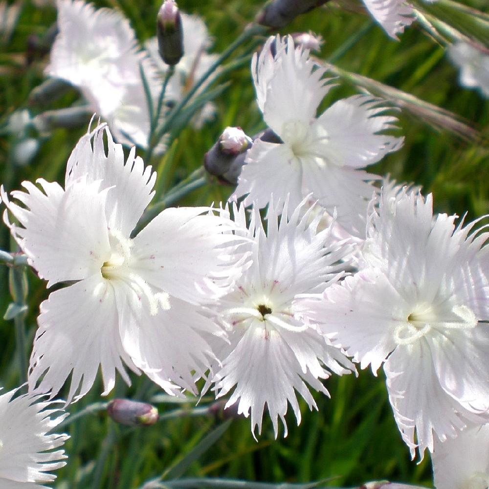 DIANTHUS